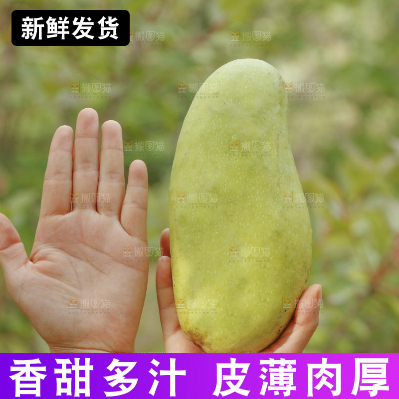 手里拿着大金煌芒