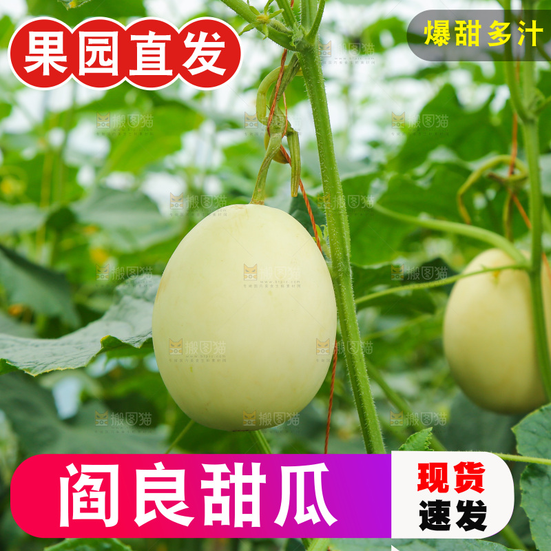 阎良甜瓜种植基地