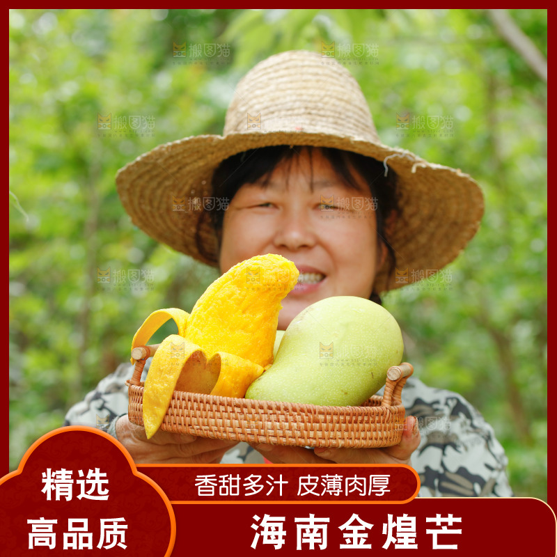手里端着一篮金煌芒