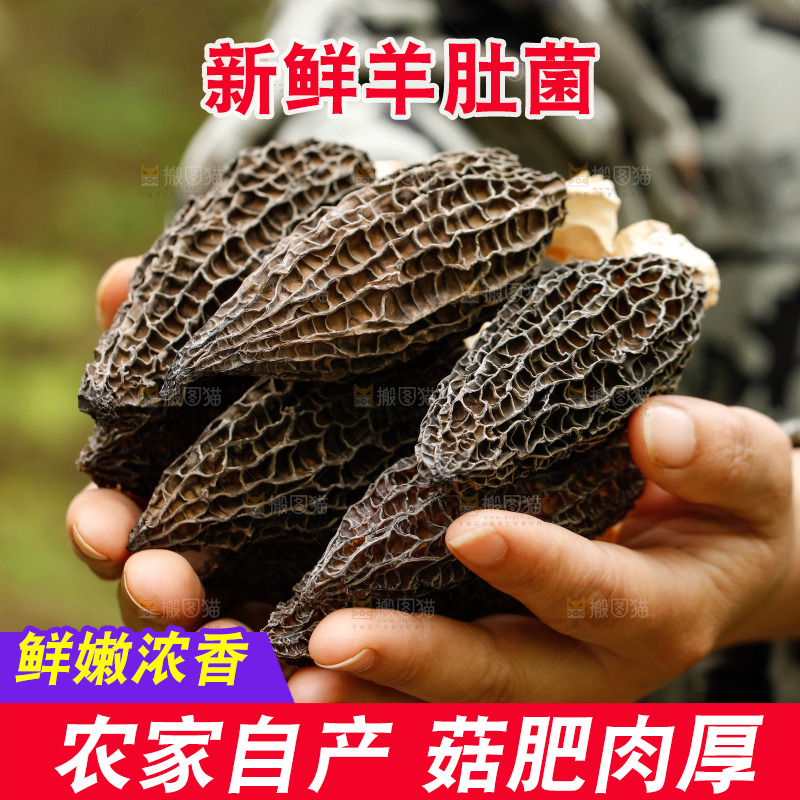 手里捧着羊肚菇