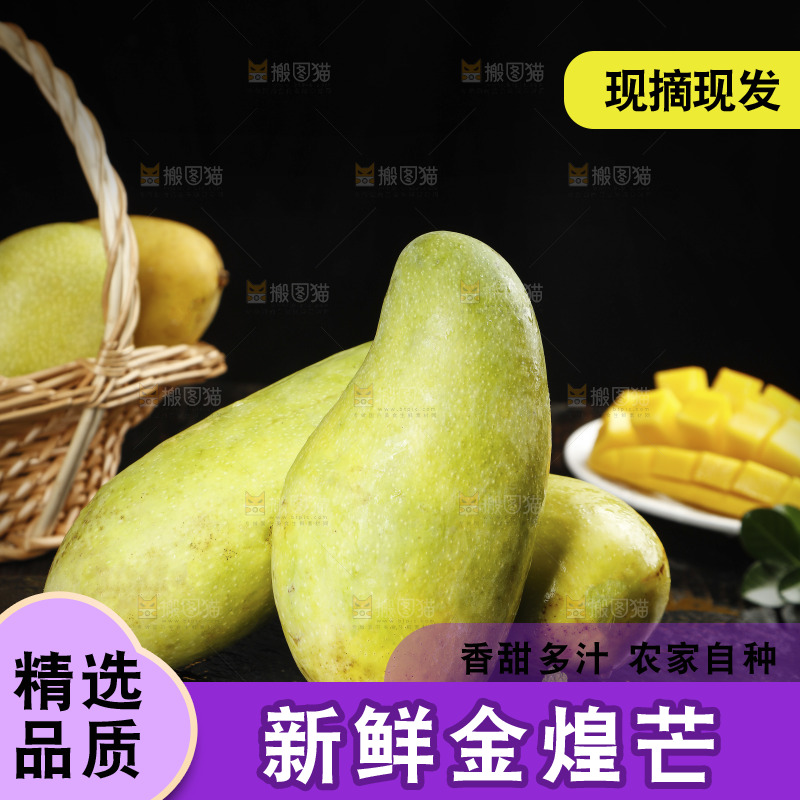 黑底上放着海南金煌芒