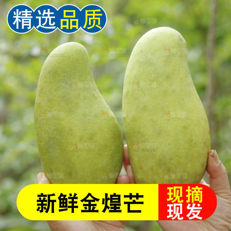 手里拿着大金煌芒