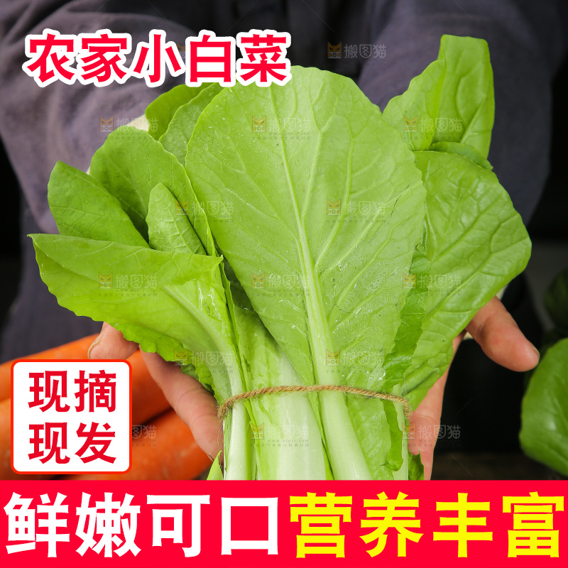 手里拿着杭白菜
