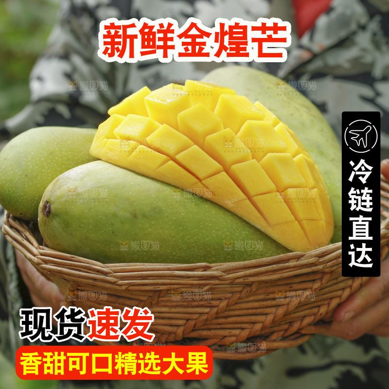 手里端着一篮金煌芒