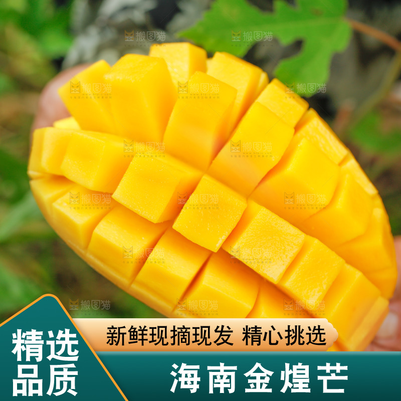 手里拿着芒果