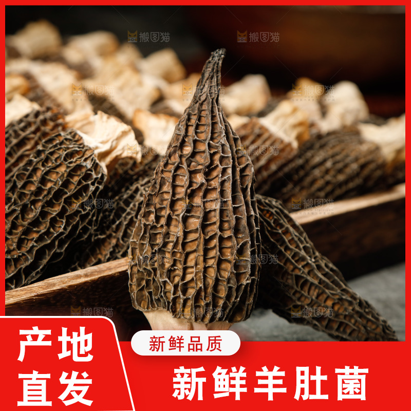 黑底上放着羊肚菇