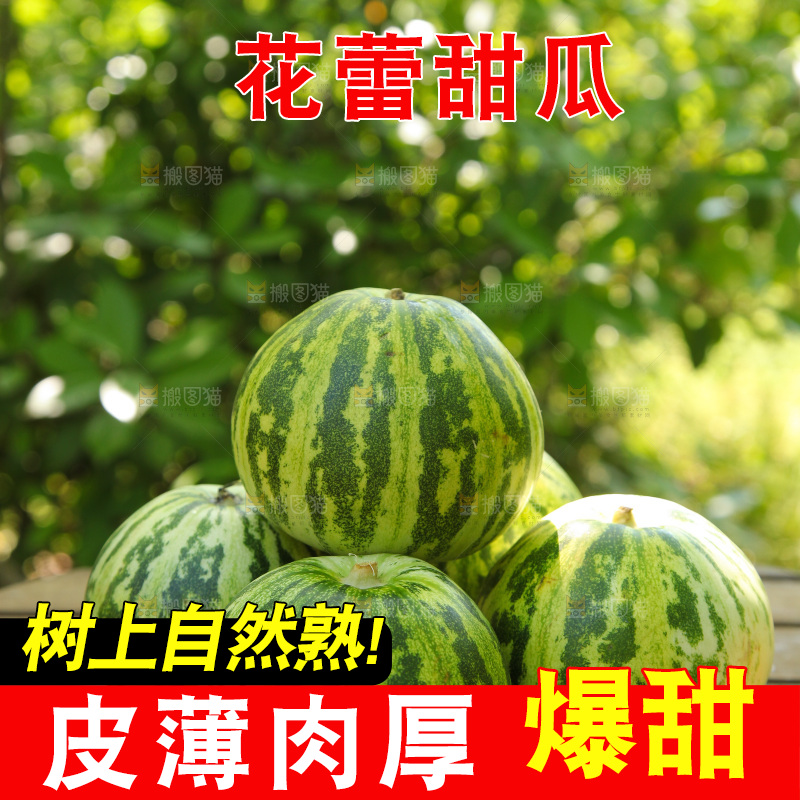 一盘东北花蕾香瓜