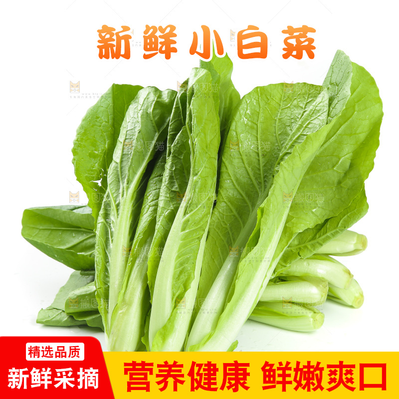 白底上的四季小白菜