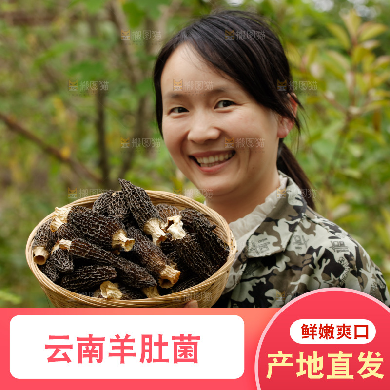 手里端着一篮干羊肚菌