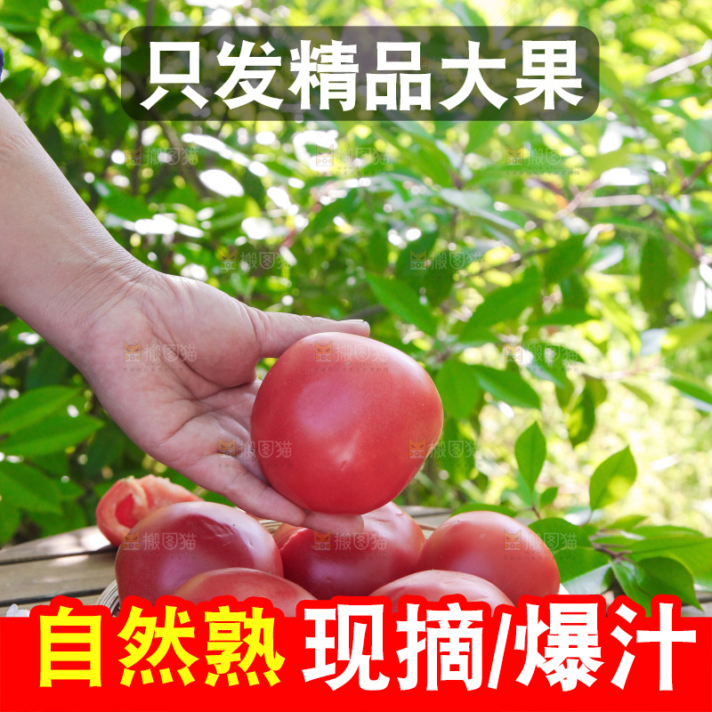 手里拿着番茄