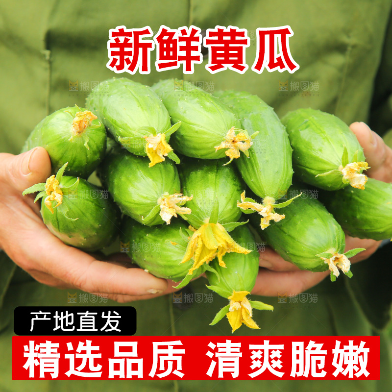 手里捧着旱黄瓜