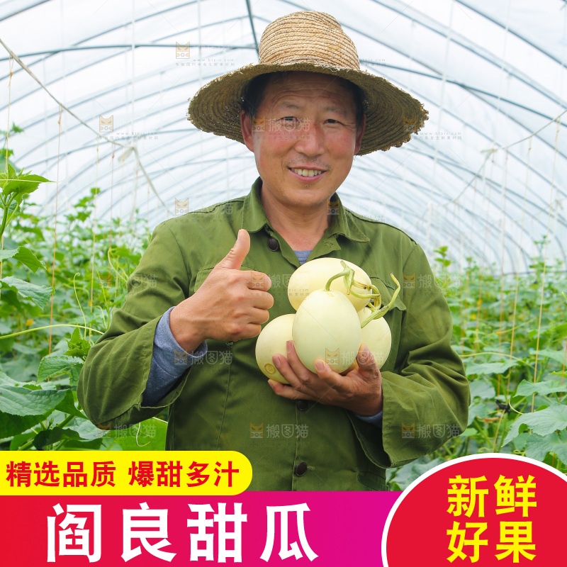 手里捧着阎良甜瓜