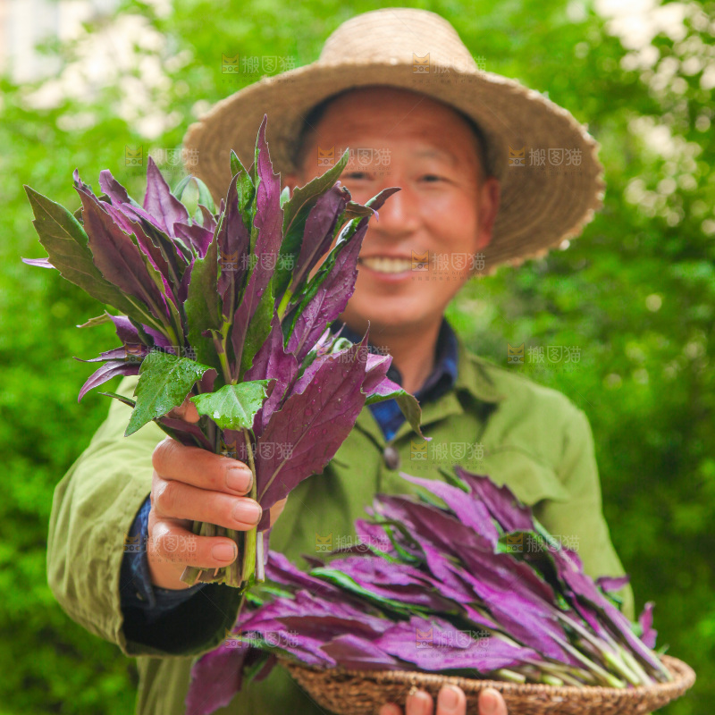 手里端着一篮天葵菜