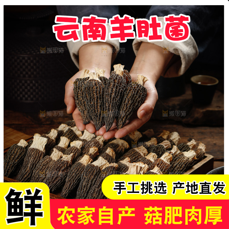 手里捧着羊肚菇