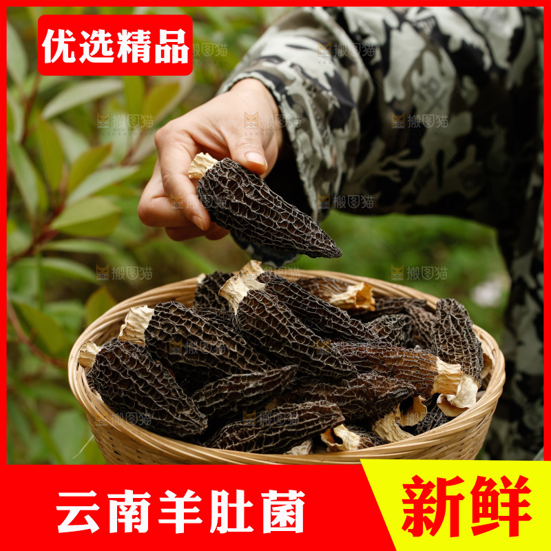 手里端着一篮干羊肚菌