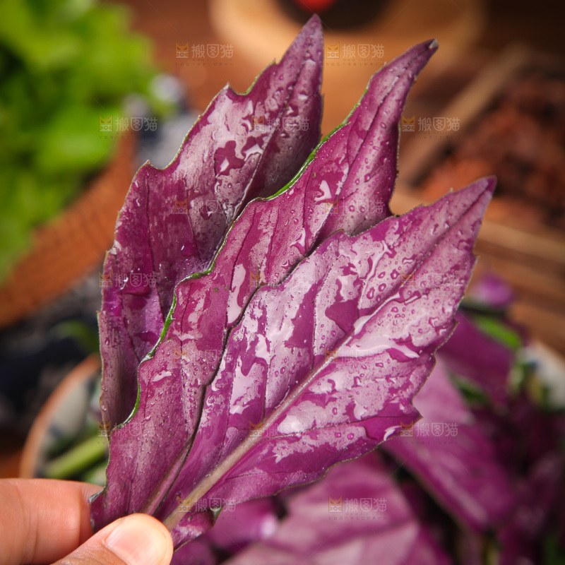 手里拿着红背菜