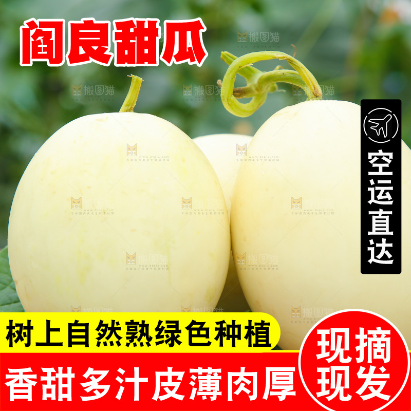 桌子上放着头茬阎良甜瓜