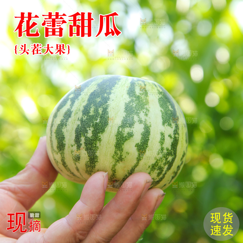 手里拿着花皮甜瓜
