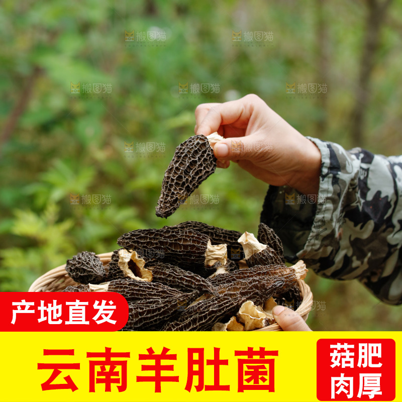 手里端着一篮干羊肚菌