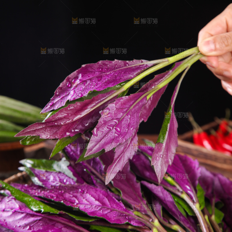 手里拿着红玉菜