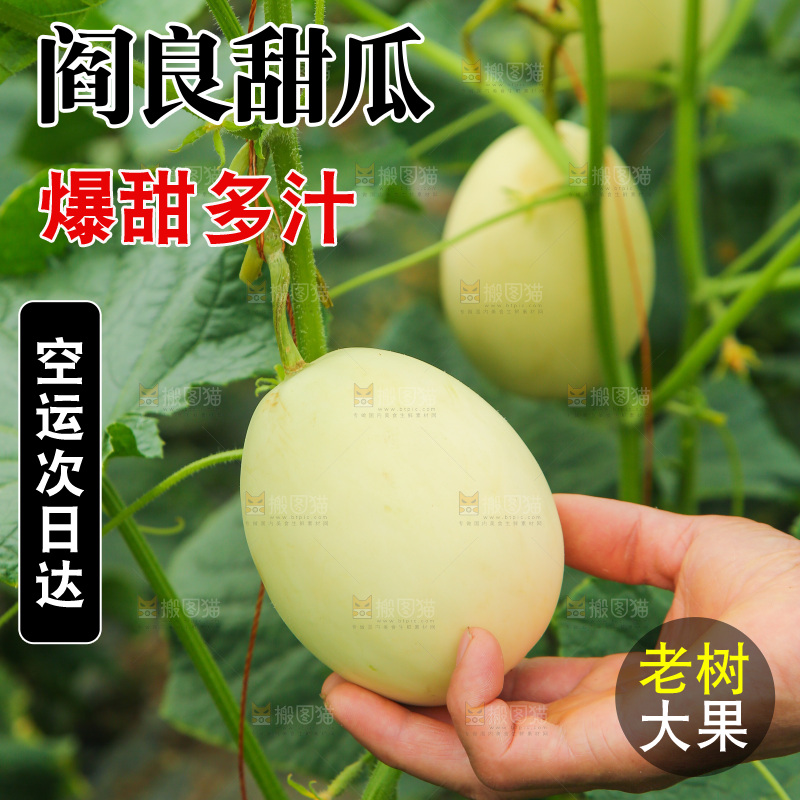 阎良甜瓜种植基地