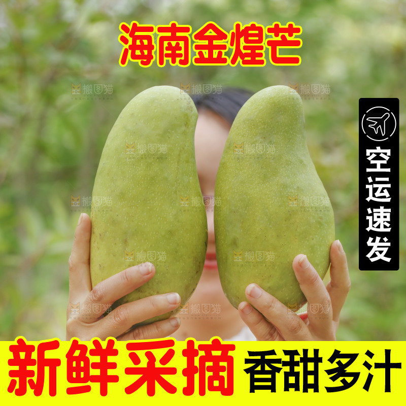 手里拿着大金煌芒