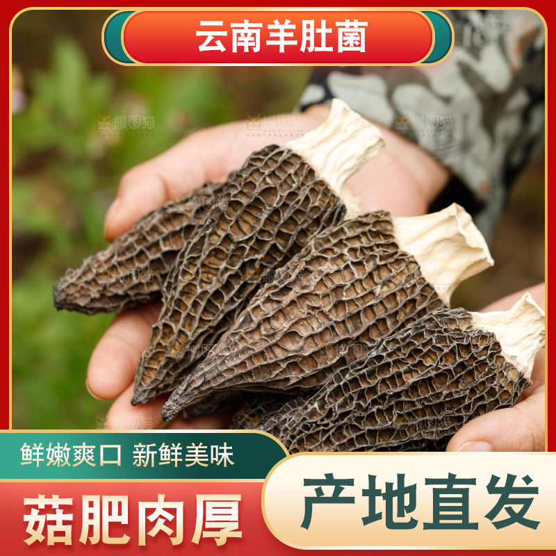 手里捧着羊肚菇