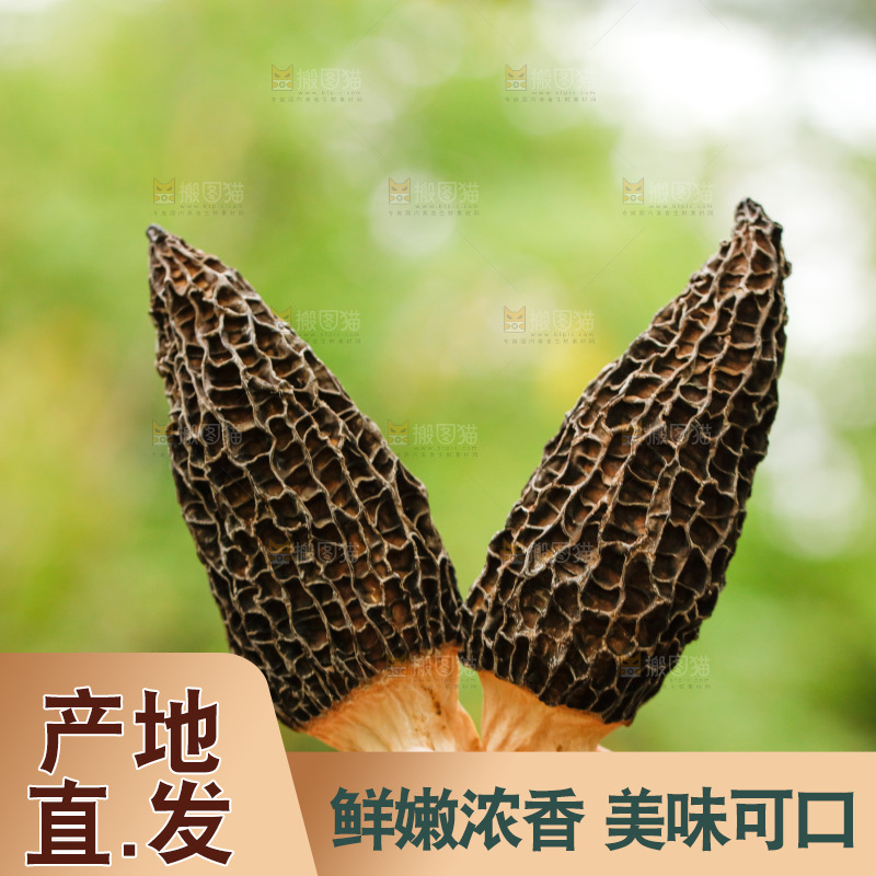 手里拿着羊肚菌