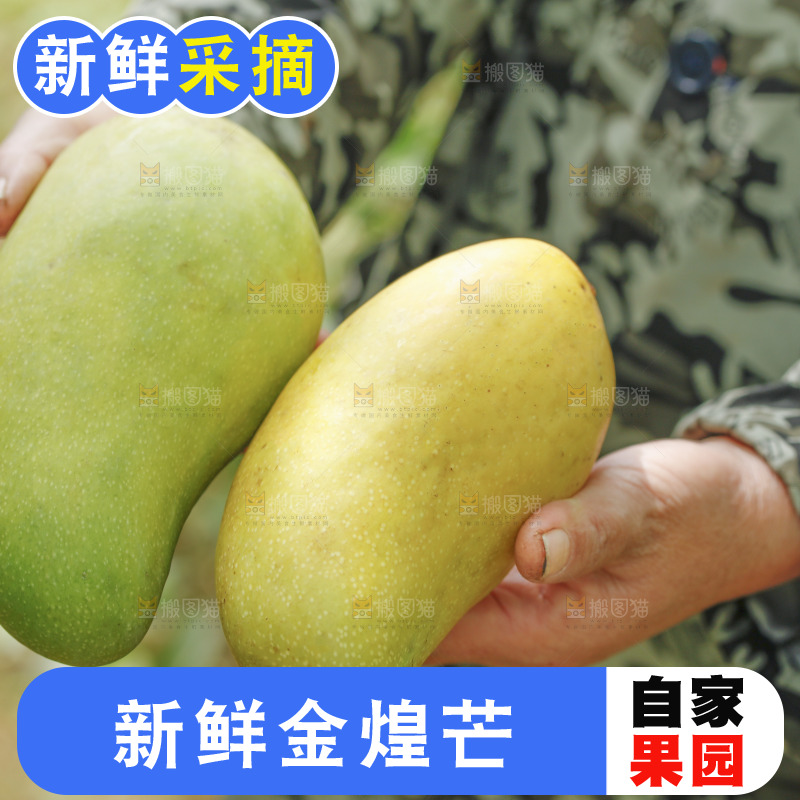 手里拿着青皮金煌芒