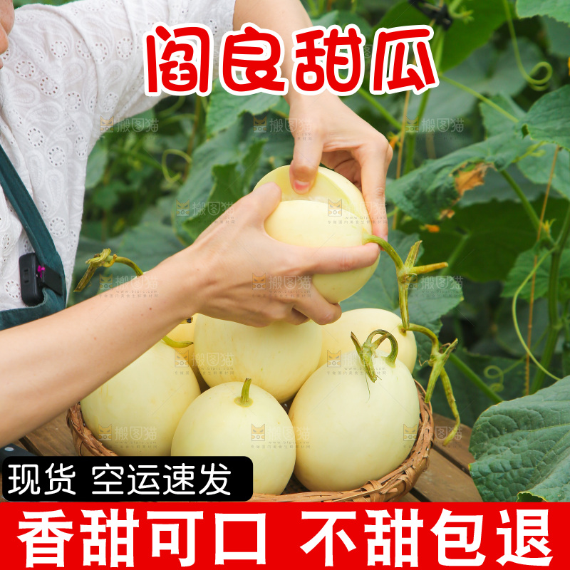 手里拿着阎良甜瓜