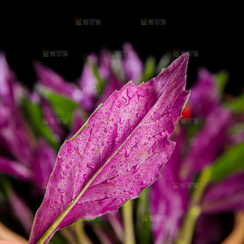 手里拿着紫背天葵