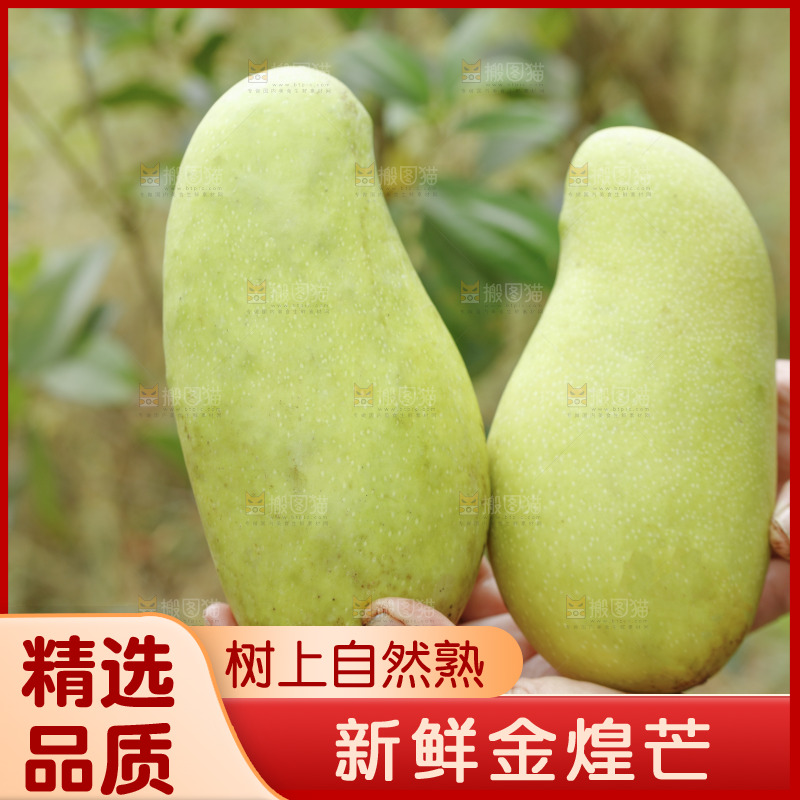 手里拿着青皮金煌芒