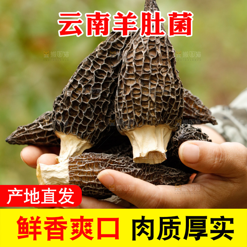 手里捧着羊肚菇
