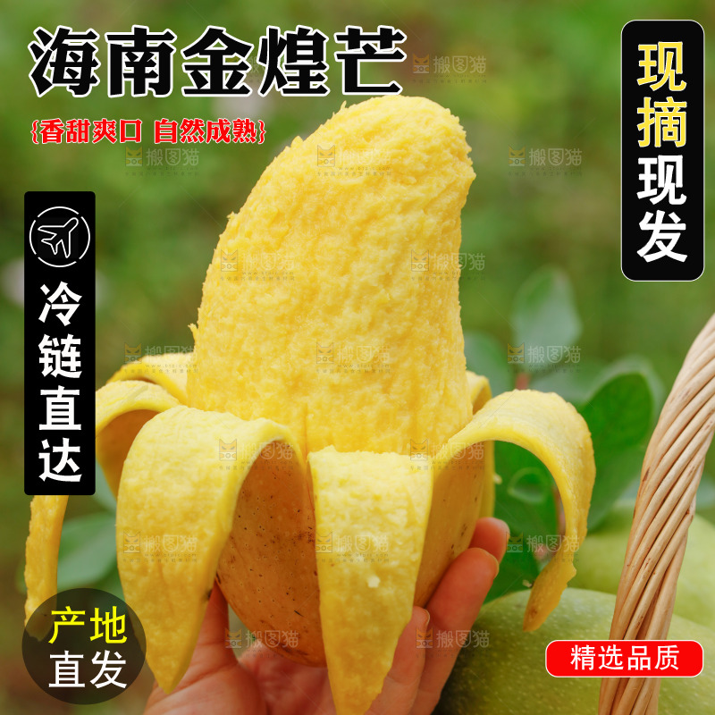 手里拿着大金煌芒