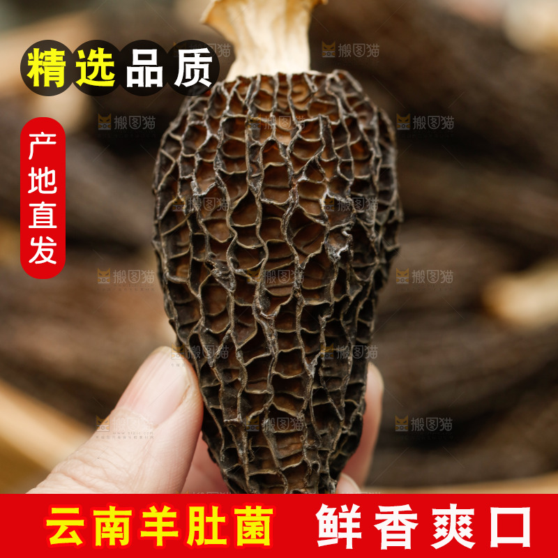 手里拿着羊肚菌