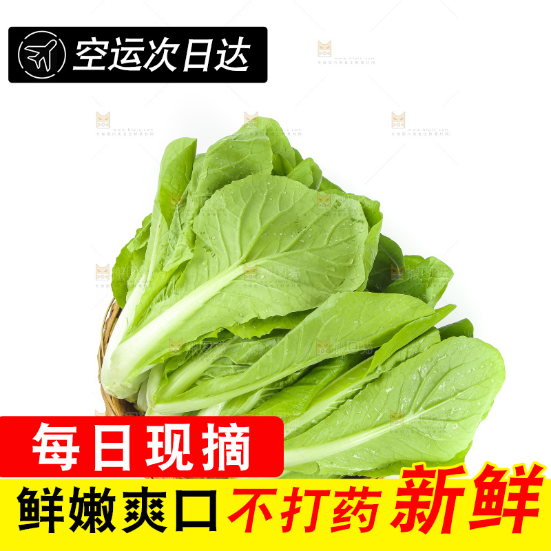 白底上放着一篮新鲜小白菜