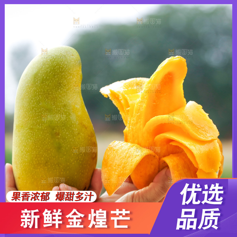 手里拿着金煌芒