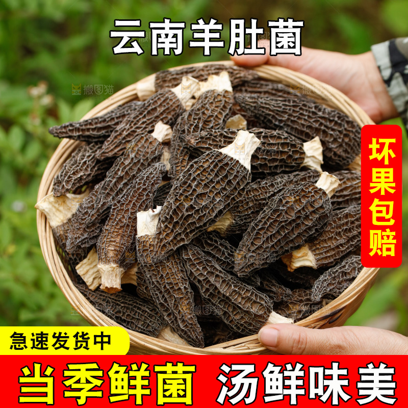 手里端着一篮干羊肚菌