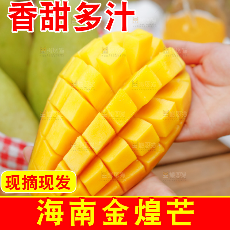 手里拿着大金煌芒