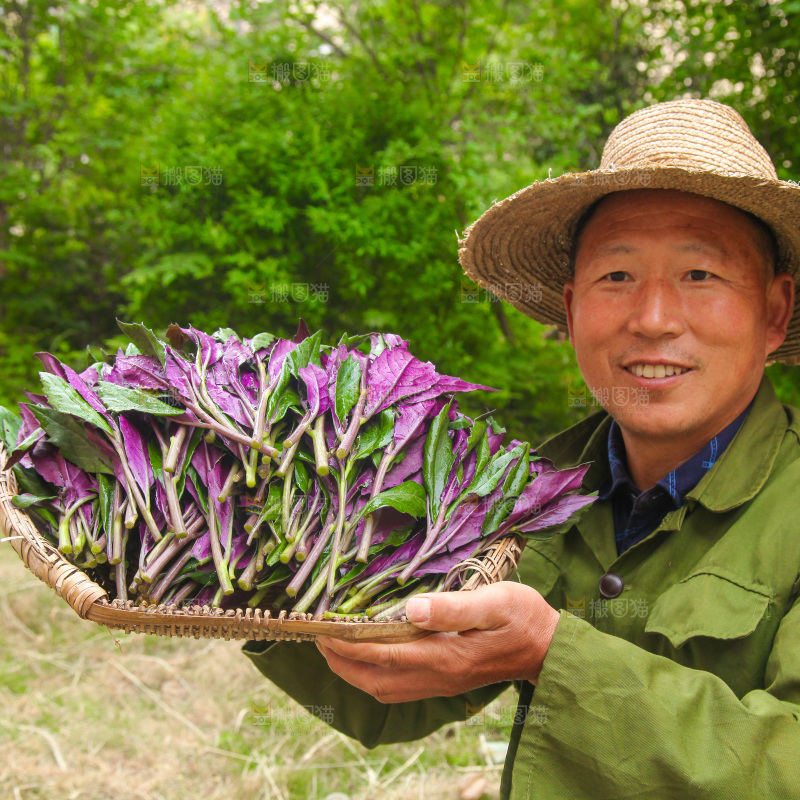 手里端着一篮紫背天葵