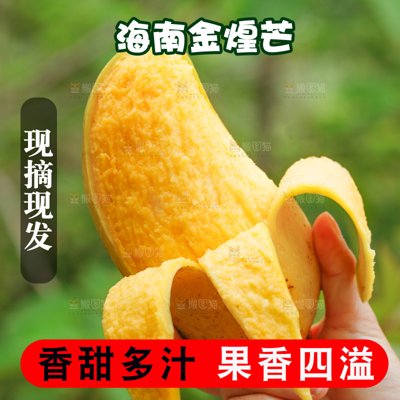 手里拿着水仙芒