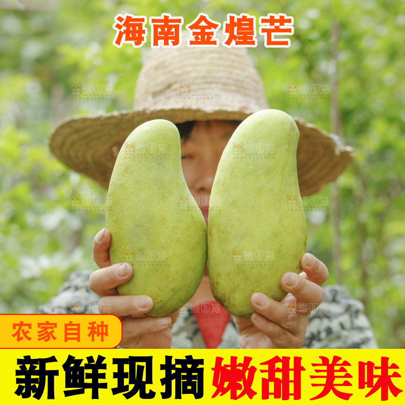 手里拿着大金煌芒