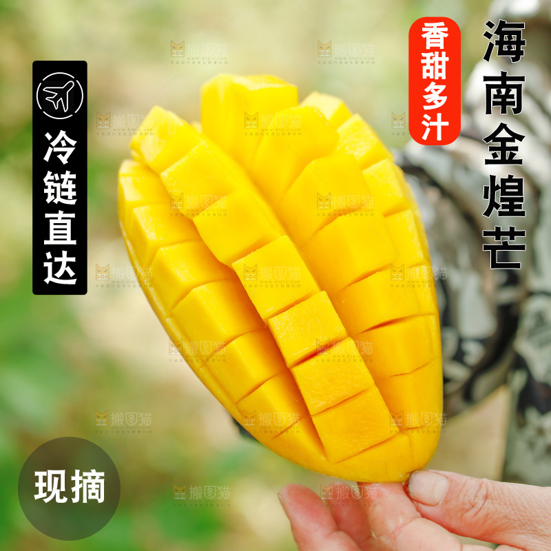 手里拿着金煌芒果肉