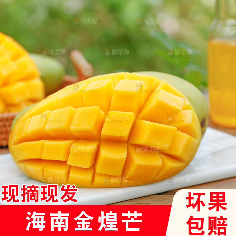 桌子上放着金煌芒