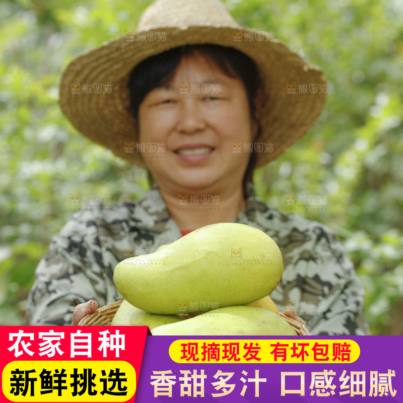 手里端着一篮新鲜金煌芒