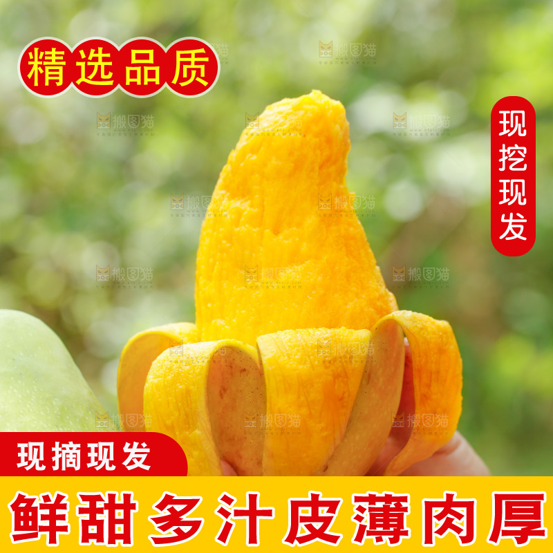 手里拿着水仙芒
