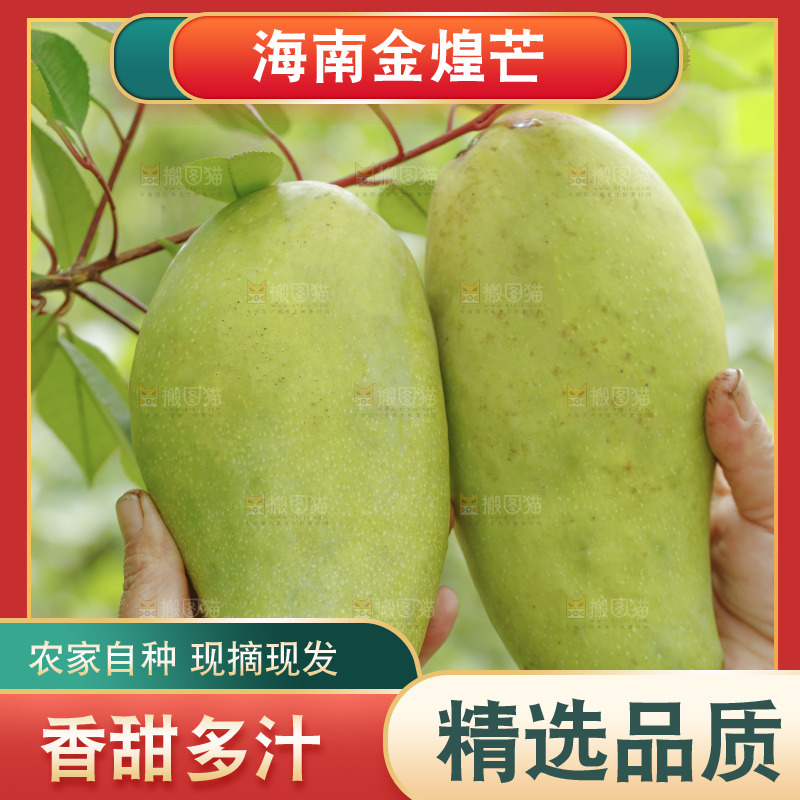 手里拿着青皮金煌芒