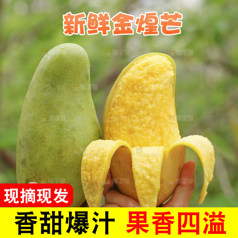 手里拿着水仙芒