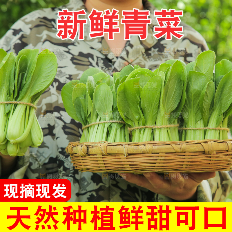 手里拿着上海青