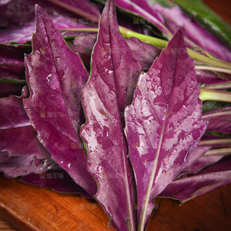 木底上放着紫背天葵